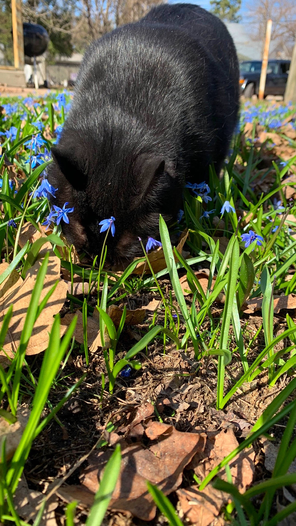 Sadie joined the competition — help win amazing prizes! botany, carnivore, cat, dog_breed, electric_blue, felidae, flower, flowering_plant, grass, grass_family, groundcover, herbaceous_plant, plant, shrub, small_to_medium_sized_cats, sporting_group, tail, terrestrial_animal, terrestrial_plant, wildlife