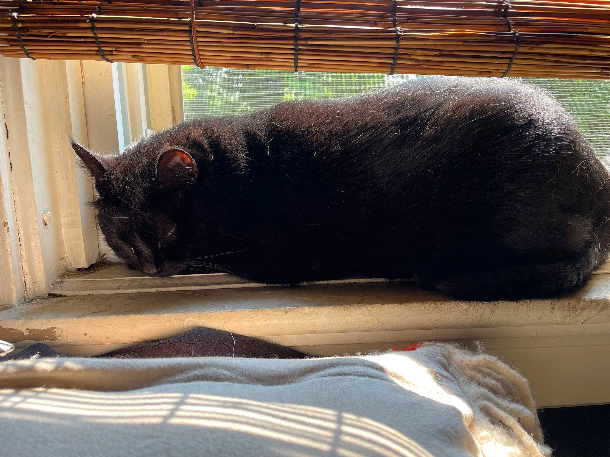 Sadie joined the competition — help win amazing prizes! black_cat, carnivore, cat, claw, comfort, domestic_short_haired_cat, felidae, flooring, fur, human_leg, mammal, small_to_medium_sized_cats, snout, table, tail, terrestrial_animal, vertebrate, whiskers, window, wood