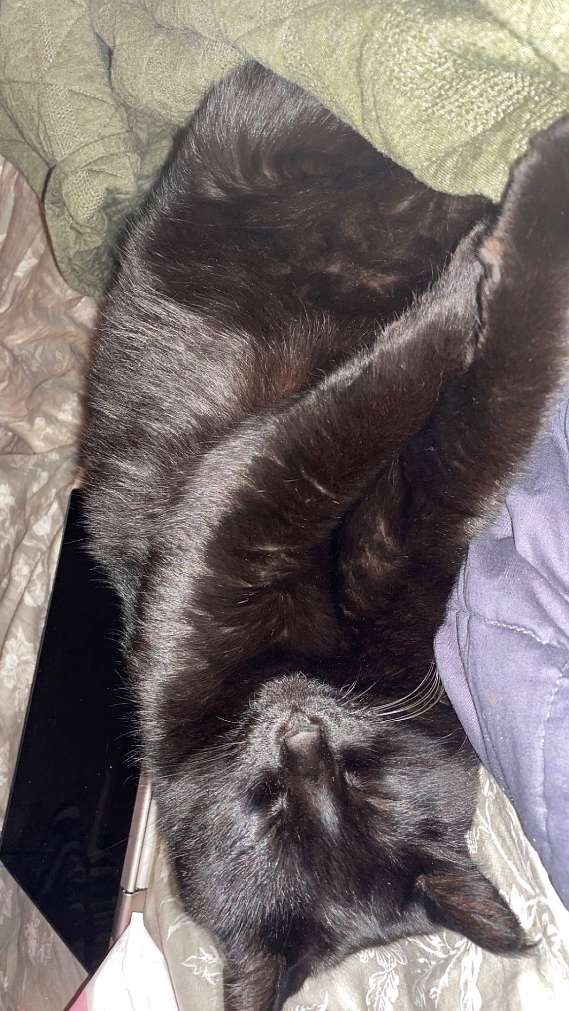 Sadie joined the competition — help win amazing prizes! carnivore, claw, comfort, companion_dog, dog_breed, ear, felidae, foot, fur, gesture, human_leg, liver, paw, small_to_medium_sized_cats, snout, sporting_group, tail, terrestrial_animal, whiskers, wrinkle