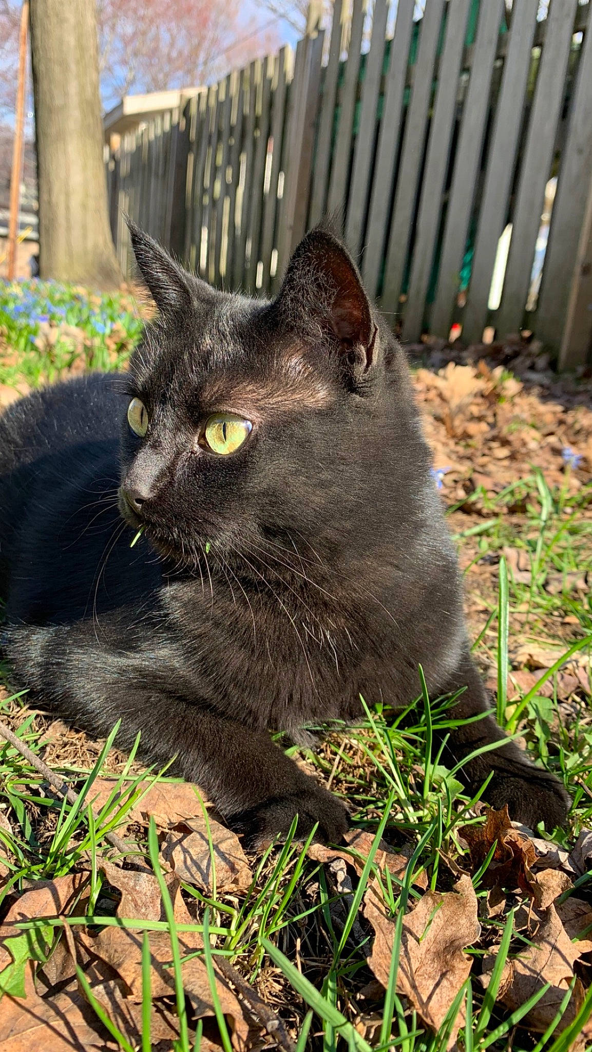 Sadie is registered to the contest to win money with this photo: black_cat, bombay, carnivore, cat, chartreux, domestic_short_haired_cat, felidae, fence, fur, grass, groundcover, havana_brown, home_fencing, plant, small_to_medium_sized_cats, soil, tail, terrestrial_animal, whiskers