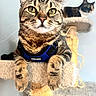 cat, tabby_cat, calico_cat, pet, animal, feline, indoor, cat_tree, harness, close_up, cute, whiskers, ears, paws, fur, relaxing, domestic_animal, pet_accessory, background, resting