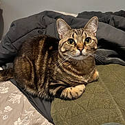 Theo Augustus Pumba is registered to the contest to win money with this photo: cat, tabby_cat, pet, animal, feline, indoor, bed, blanket, pillow, fur, whiskers, ears, eyes, curious, resting, cozy, domestic, cute, mammal, sleeping_area