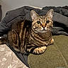 cat, tabby_cat, pet, animal, feline, indoor, bed, blanket, pillow, fur, whiskers, ears, eyes, curious, resting, cozy, domestic, cute, mammal, sleeping_area