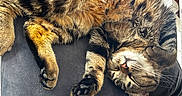 Theo Augustus Pumba is registered to the contest to win money with this photo: animal, cat, chair, comfort, cozy, cute, domestic, feline, fur, indoor, nap, paw, pet, relaxed, resting, sleeping, soft, striped, tabby, whiskers