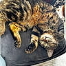 cat, tabby, sleeping, fur, paw, chair, cozy, relaxed, indoor, pet, animal, whiskers, striped, cute, nap, feline, soft, comfort, resting, domestic