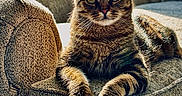 Theo Augustus Pumba is registered to the contest to win money with this photo: tabby_cat, cat, feline, pet, indoor, couch, furniture, sunlight, window, relaxing, animal, whiskers, ears, eyes, paws, fur, striped, domestic_cat, home, cozy