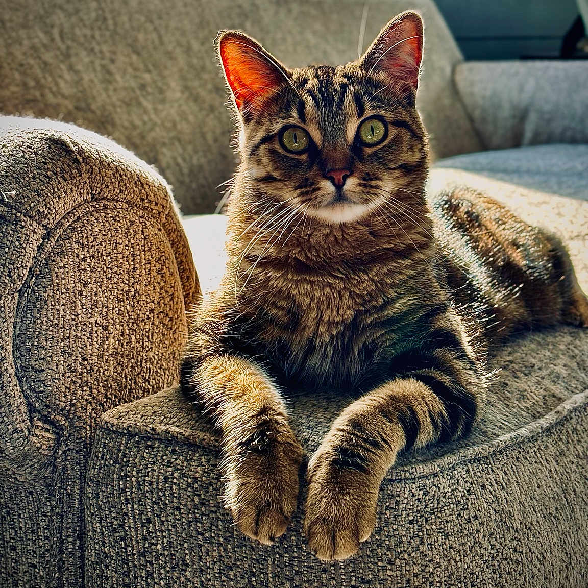 Theo Augustus Pumba is registered to the contest to win money with this photo: tabby_cat, cat, feline, pet, indoor, couch, furniture, sunlight, window, relaxing, animal, whiskers, ears, eyes, paws, fur, striped, domestic_cat, home, cozy