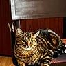 Theo Augustus Pumba joined the competition — help win amazing prizes! cat, tabby, feline, pet, animal, indoor, wooden_chair, fur, striped, relaxed, laying, seat, floor, rug, domestic, whiskers, ears, eyes, wood, home