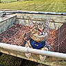 Theo Augustus Pumba joined the competition — help win amazing prizes! cat, tabby_cat, animal, pet, outdoor, harness, curious, grass, tree, shed, container, pine_needles, nature, feline, closeup, whiskers, ears, eyes, metal, daylight