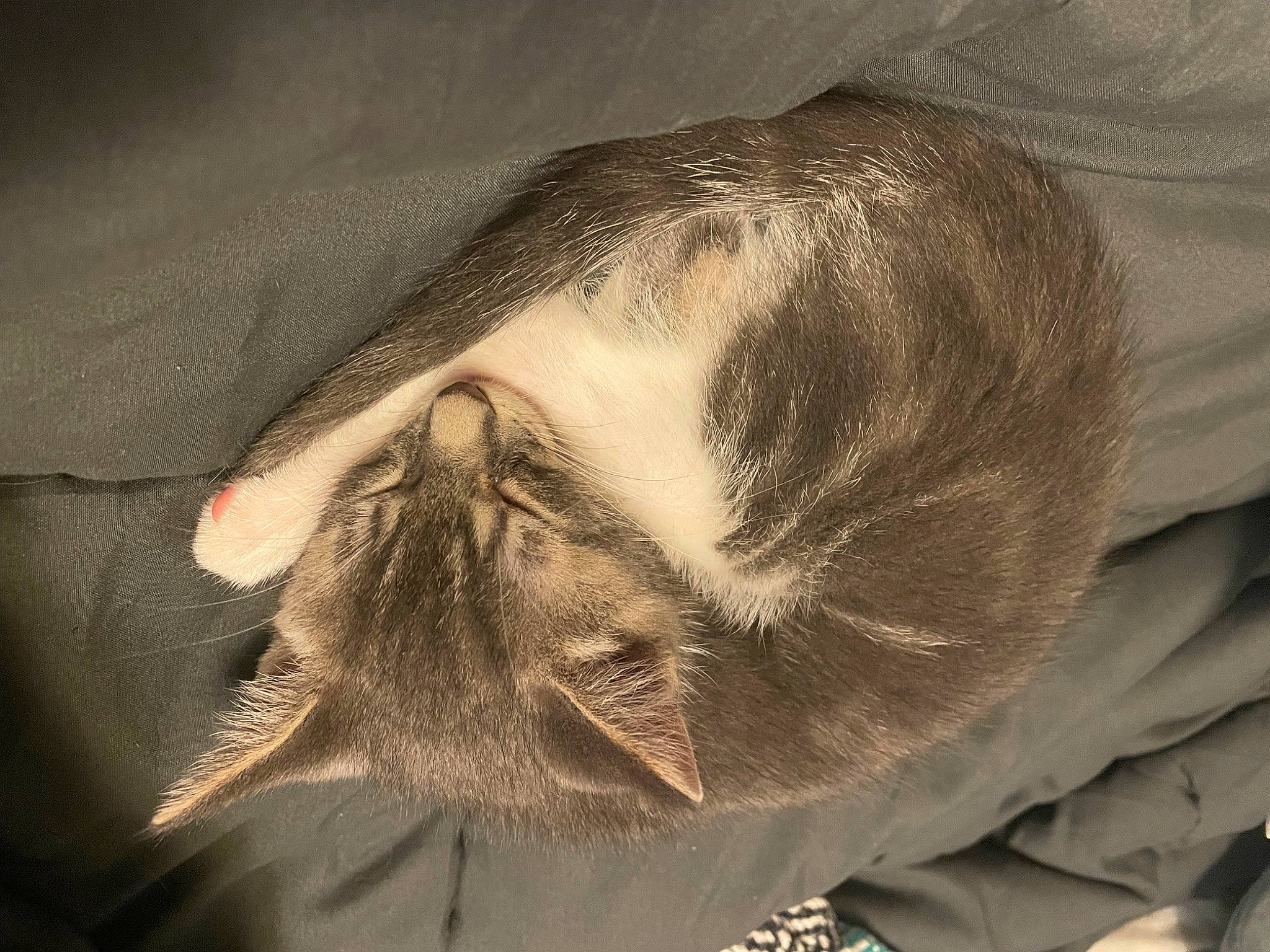 Vinny D is registered to the contest to win money with this photo: art, beard, carnivore, cat, comfort, domestic_short_haired_cat, facial_hair, felidae, fur, linens, moustache, nap, pattern, paw, small_to_medium_sized_cats, snout, tail, tints_and_shades, whiskers, wrinkle