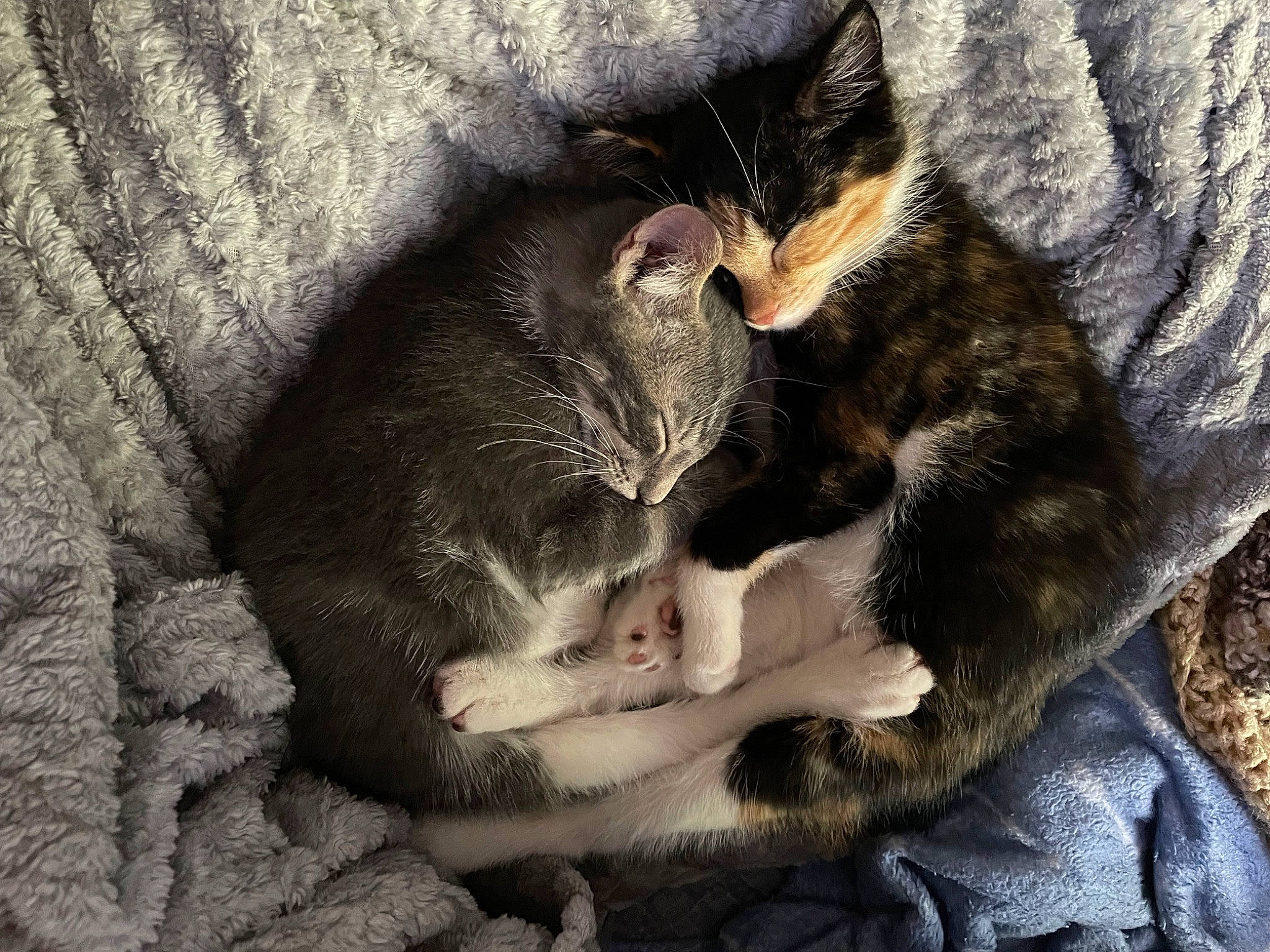 Vinny D is registered to the contest to win money with this photo: black_cat, carnivore, cat, claw, comfort, domestic_short_haired_cat, ear, eye, felidae, foot, fur, gesture, grey, paw, small_to_medium_sized_cats, tail, terrestrial_animal, textile, tree, whiskers