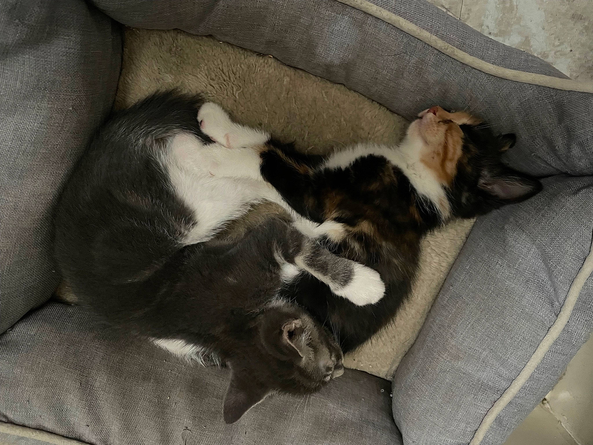 Vinny D joined the competition — help win amazing prizes! carnivore, cat, comfort, companion_dog, couch, dog_breed, domestic_short_haired_cat, felidae, fur, grey, nap, paw, small_to_medium_sized_cats, sporting_group, tail, whiskers