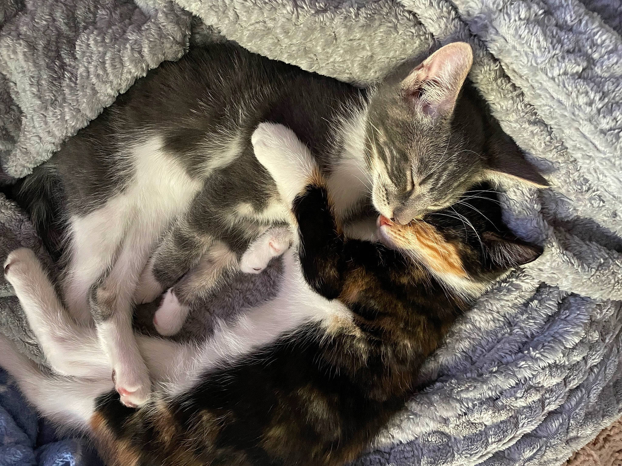 Vinny D joined the competition — help win amazing prizes! carnivore, cat, claw, comfort, domestic_short_haired_cat, eye, fawn, felidae, fur, grey, mammal, nap, paw, small_to_medium_sized_cats, snout, tail, tree, whiskers, wildlife, wood