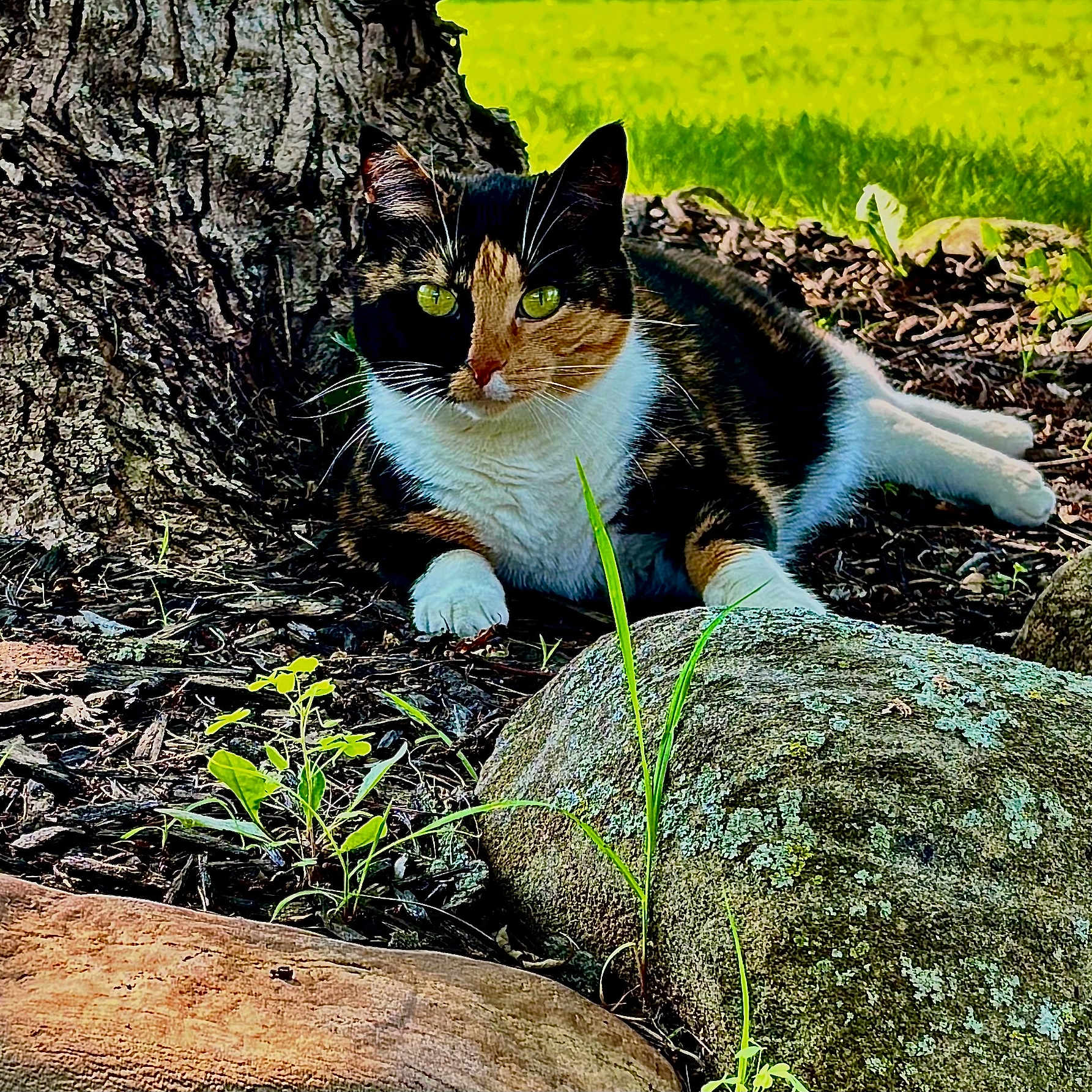 Mable joined the competition — help win amazing prizes! calico_cat, cat, tree_trunk, rock, grass, mulch, outdoor, nature, animal, pet, green_eyes, fur, resting, relaxing, wildlife, close_up, daylight, ground, plant, whiskers