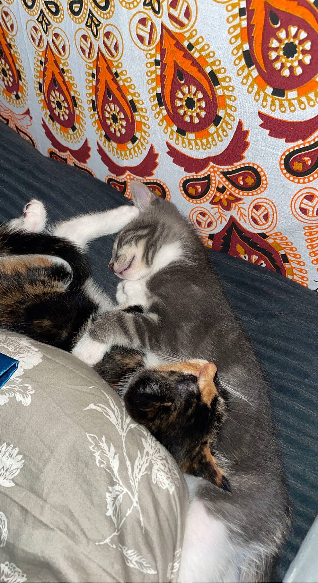 Mable is registered to the contest to win money with this photo: art, carnivore, cat, comfort, dog_breed, domestic_short_haired_cat, felidae, fur, grey, linens, nap, pattern, paw, room, small_to_medium_sized_cats, sporting_group, tail, textile, visual_arts, whiskers