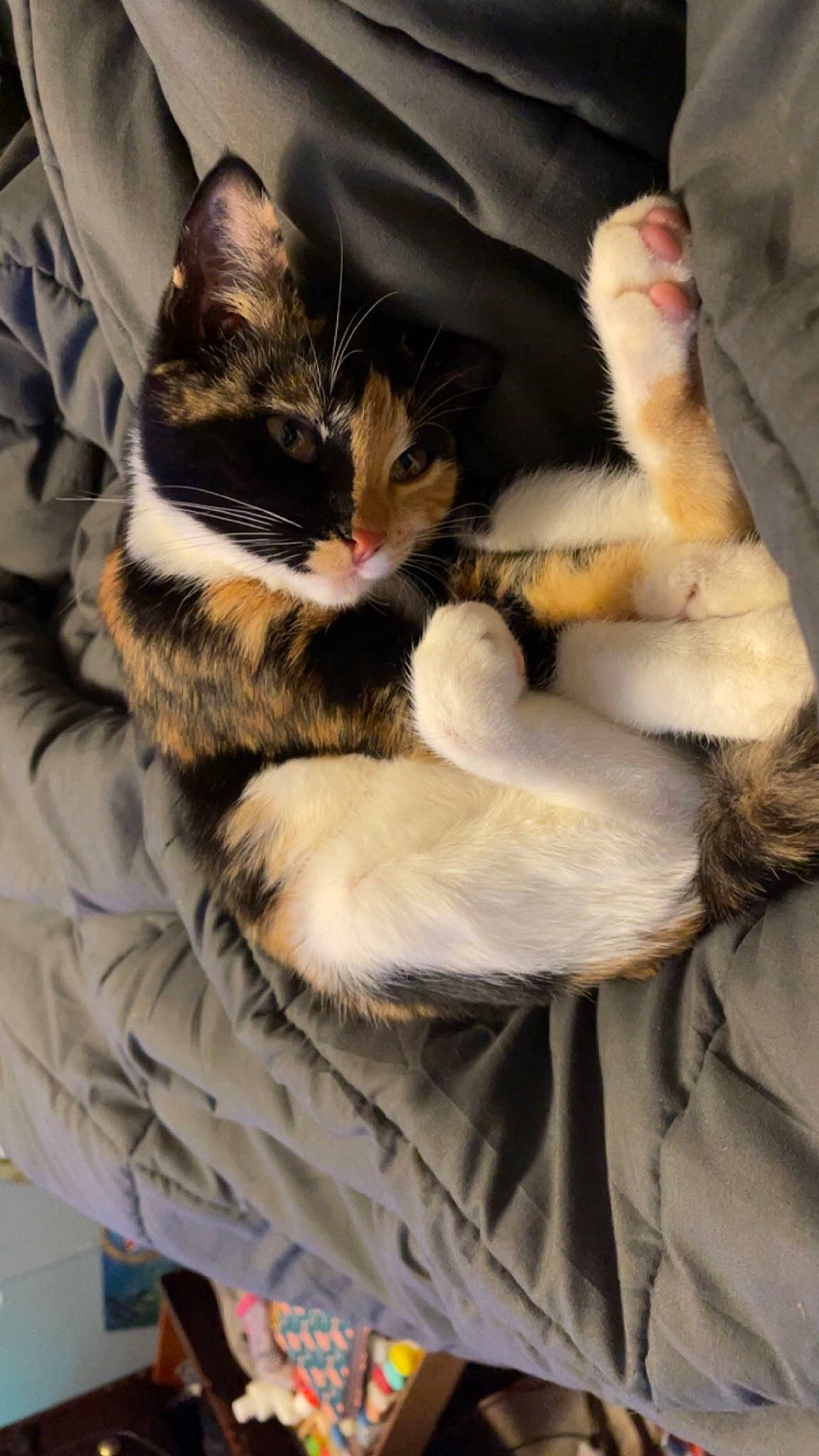 Mable joined the competition — help win amazing prizes! bed, carnivore, cat, claw, comfort, domestic_short_haired_cat, felidae, fur, linens, nap, paw, sitting, small_to_medium_sized_cats, tail, whiskers