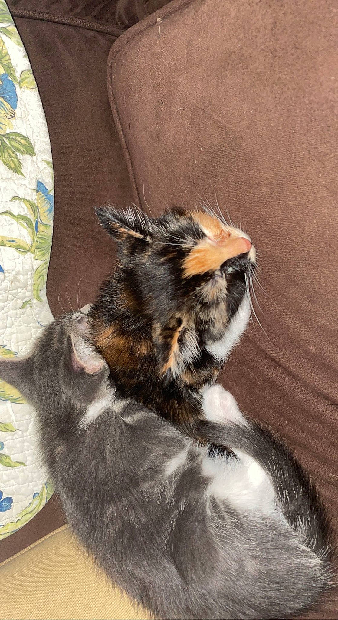Mable is registered to the contest to win money with this photo: canidae, carnivore, cat, claw, dog_breed, domestic_short_haired_cat, fawn, felidae, fur, hardwood, paw, plant, small_to_medium_sized_cats, snout, tail, terrestrial_animal, whiskers, wildlife, window, wood
