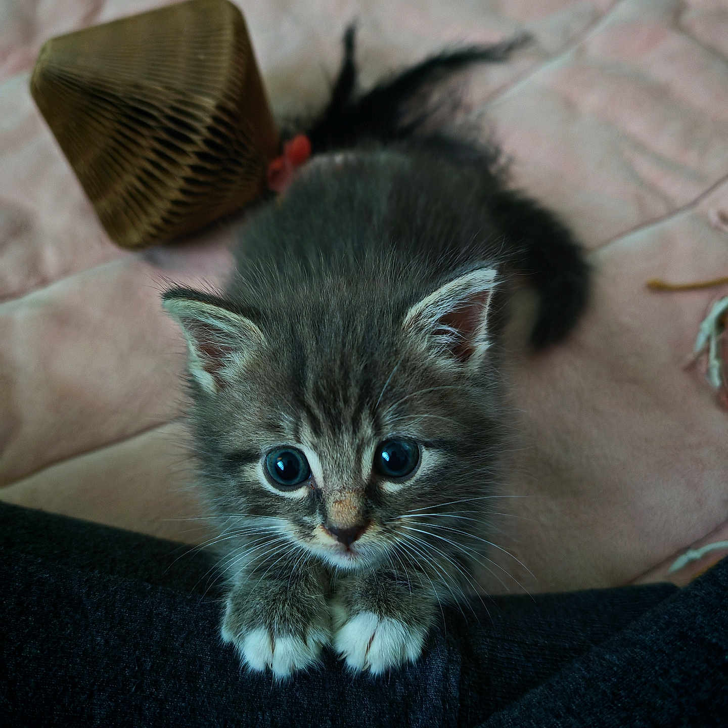 Joojoo a rejoint le concours — aidez-le/la à gagner de superbes lots ! adorable, animal, cat, clinging, close_up, cozy, curious, cute, feline, fluffy, indoor, kitten, paws, pet, pink_background, soft, toy, whiskers, wide_eyes, young