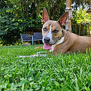 Prince a rejoint le concours — aidez-le/la à gagner de superbes lots ! animal, bench, canine, chair, dog, field, furniture, grass, grassland, hound, lawn, nature, outdoors, park, pet, plant, puppy, tree, vegetation, yard