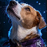 Rave participe au concours pour gagner de l'argent avec cette photo : animal, bandana, breath, canine, closeup, cold, dog, ears, fur, looking_up, night, outdoor, pet, portrait, profile, purple, snow, snowflakes, whiskers, winter