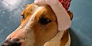 Rave a rejoint le concours — aidez-le/la à gagner de superbes lots ! animal, blanket, blue_floor, brown_and_white, canine, christmas_hat, close_up, curious, dog, ears, festive, floor, fur, hat, indoor, looking_up, pet, snout, whiskers, winter_hat