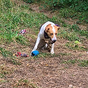 Rave a rejoint le concours — aidez-le/la à gagner de superbes lots ! active, animal, bandana, brown, canine, collar, daylight, dirt, dog, field, grass, ground, happy, nature, outdoor, pet, playful, summer, toy, white