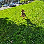 Pacha participe au concours pour gagner de l'argent avec cette photo : animal, blue_sky, car, daytime, dog, grass, greenery, happy, leaping, nature, outdoor, park, parking_lot, pet, playful, shadow, spring, stick, sunny, trees