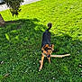 Pacha participe au concours pour gagner de l'argent avec cette photo : animal, canine, daytime, dog, ears, flower, grass, greenery, muzzle, nature, outdoor, park, parked_cars, pet, playful, shadow, stick, sunlight, tail, tree