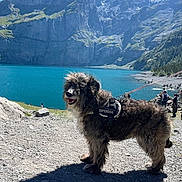 Uska participe au concours pour gagner de l'argent avec cette photo : animal, daytime, dog, fluffy, happy, harness, lake, landscape, leash, mountains, nature, outdoor, pet, rocky_path, scenic, shadow, sunny, superdog, tourist, water