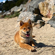 Bony participe au concours pour gagner de l'argent avec cette photo : dog, puppy, shiba_inu, sand, beach, leash, sunny, outdoor, rocks, nature, animal, pet, canine, tongue_out, happy, lying_down, fur, collar, daytime, smiling
