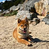 dog, puppy, shiba_inu, sand, beach, leash, sunny, outdoor, rocks, nature, animal, pet, canine, tongue_out, happy, lying_down, fur, collar, daytime, smiling