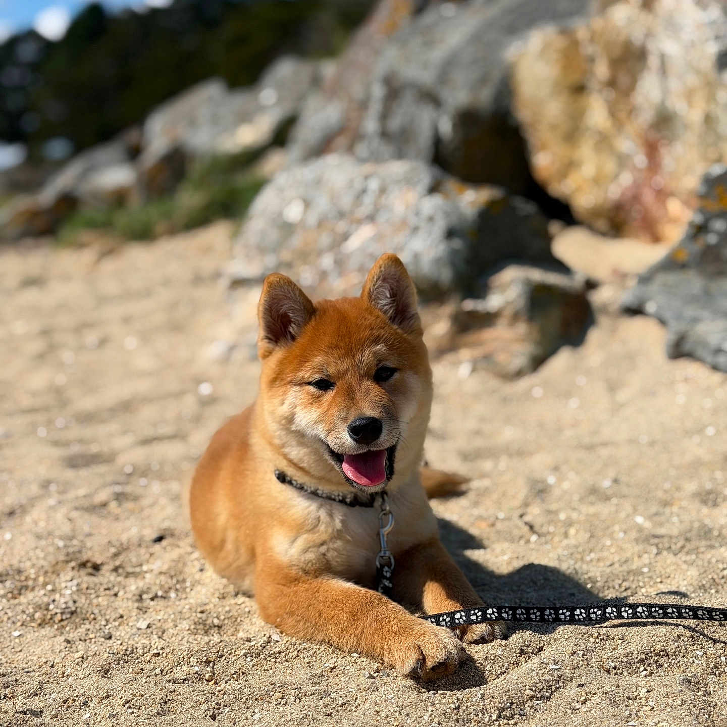 Bony participe au concours pour gagner de l'argent avec cette photo : dog, puppy, shiba_inu, sand, beach, leash, sunny, outdoor, rocks, nature, animal, pet, canine, tongue_out, happy, lying_down, fur, collar, daytime, smiling
