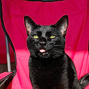 Rain is registered to the contest to win money with this photo: black_cat, cat, pet, animal, feline, tongue_out, chair, red_chair, sunlight, indoor, portrait, cute, playful, whiskers, ears, fur, green_eyes, domestic_cat, relaxing, closeup