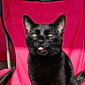 black_cat, cat, pet, animal, feline, tongue_out, chair, red_chair, sunlight, indoor, portrait, cute, playful, whiskers, ears, fur, green_eyes, domestic_cat, relaxing, closeup
