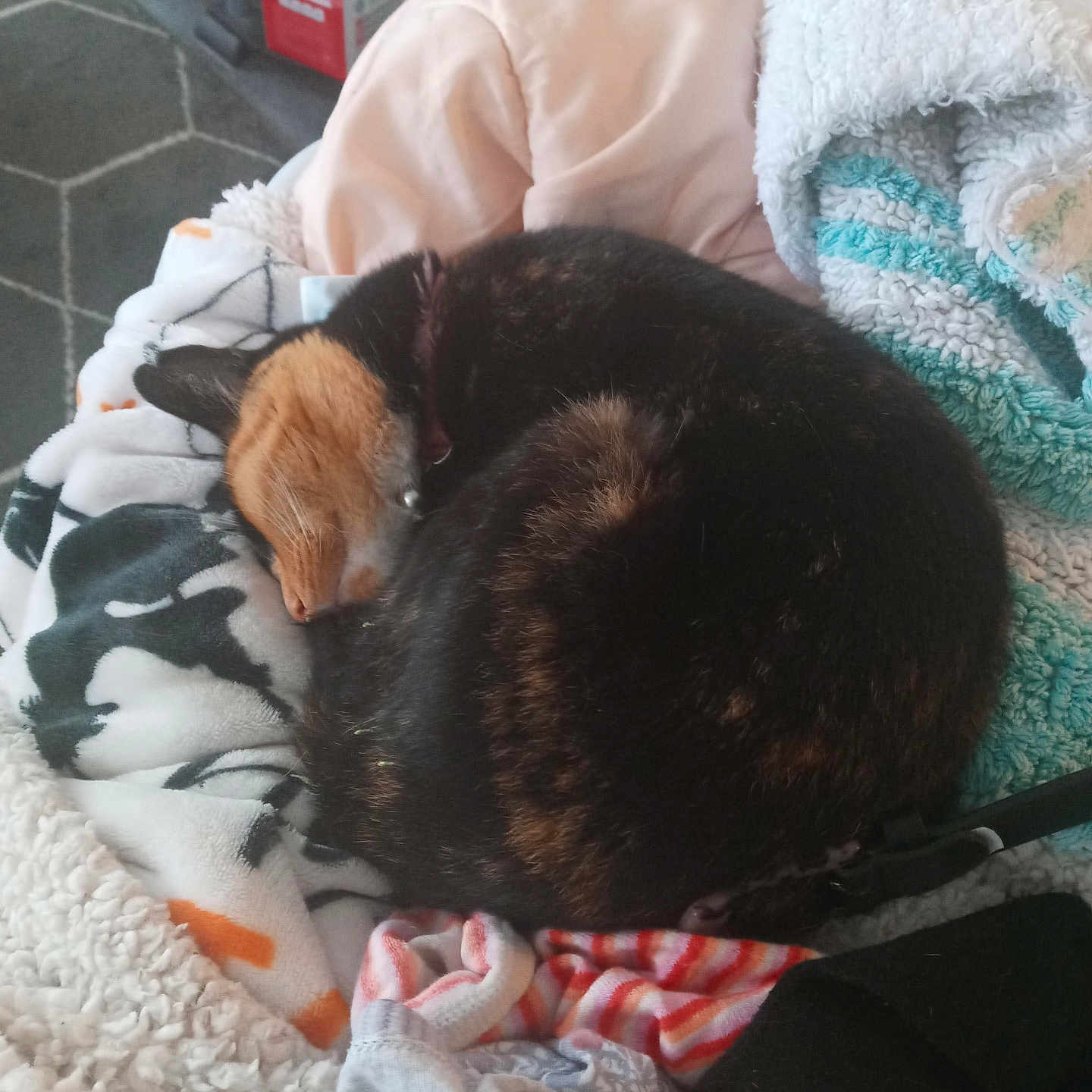 Pumpkin joined the competition — help win amazing prizes! animal, bed, blanket, box, canine, cat, couch, dog, face, furniture, head, hound, laundry, person, pet, photography, portrait, puppy, quilt, sleeping