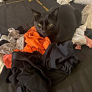 Ezeckiel a rejoint le concours — aidez-le/la à gagner de superbes lots ! black_cat, cat, bed, clothes, laundry, orange_cloth, gray_cloth, black_cloth, yellow_eyes, pet, indoor, feline, resting, cozy, textile, fabric, soft, domestic_animal, animal, sleepy