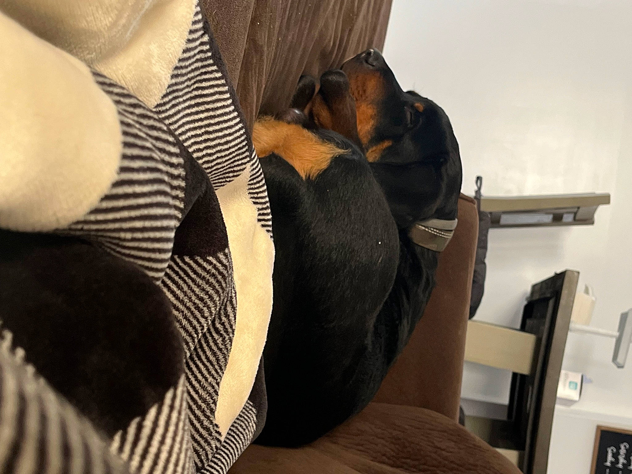 Grizzly is registered to the contest to win money with this photo: abdomen, black_hair, brassiere, chest, comfort, elbow, eyewear, human_body, human_leg, knee, lingerie, lingerie_top, long_hair, pattern, shoulder, sunglasses, thigh, trunk, undergarment, waist