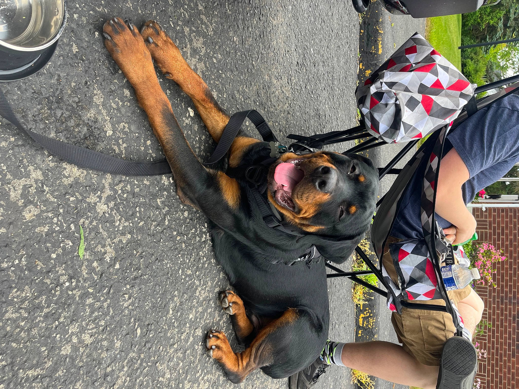 Grizzly joined the competition — help win amazing prizes! adventure, art, asphalt, automotive_tire, canidae, companion_dog, dog_breed, eyewear, fashion_accessory, fun, guard_dog, leash, leisure, personal_protective_equipment, recreation, road_surface, sunglasses, tree