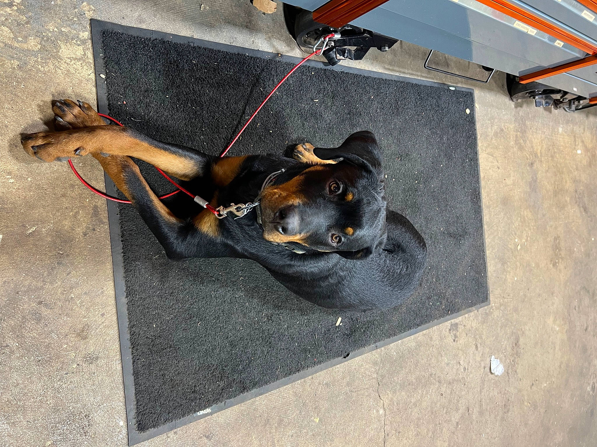 Grizzly is registered to the contest to win money with this photo: asphalt, auto_part, automotive_tire, bumper, canidae, concrete, cooking, dobermann, dog_breed, gas, guard_dog, metal, rim, road_surface, sporting_group