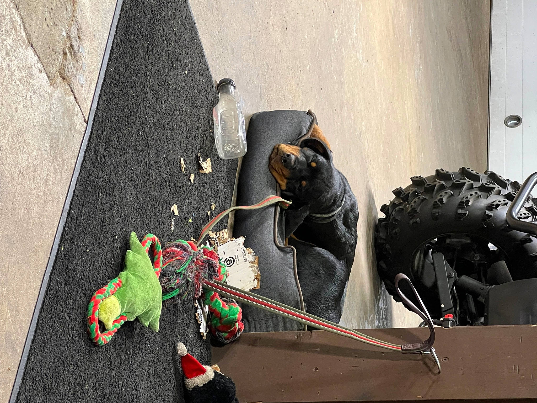 Grizzly joined the competition — help win amazing prizes! art, asphalt, carmine, cement, concrete, event, extinction, metal, parrot, road_surface, sculpture, shadow, still_life_photography, toy, visual_arts