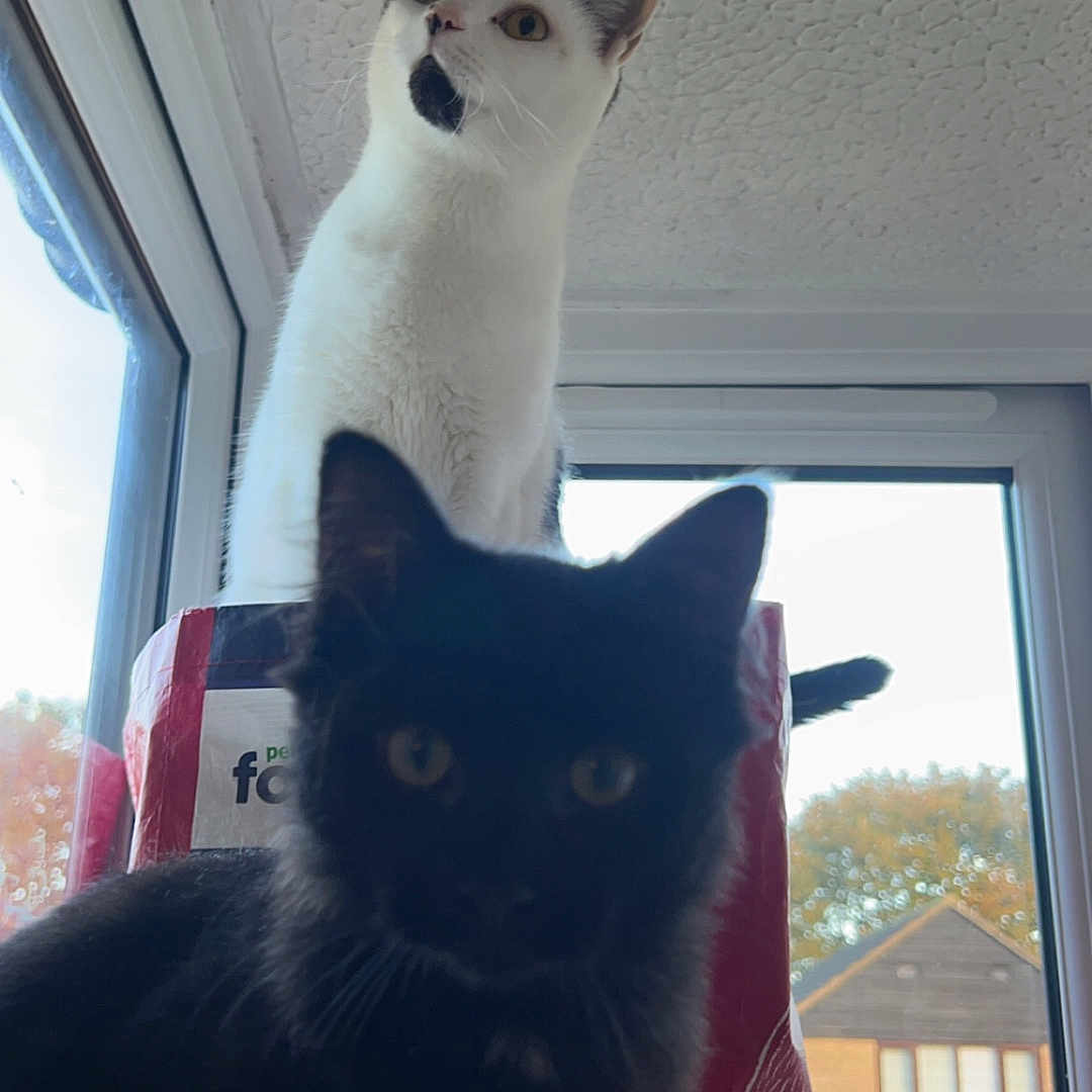 Lunar And Borat joined the competition — help win amazing prizes! abyssinian, accessories, animal, blackcat, car, cat, chair, couch, door, furniture, homedecor, kitten, manx, pet, siamese, strap, transportation, vehicle, window
