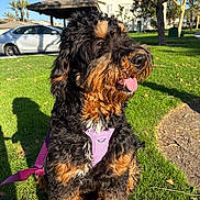 Magnolia joined the competition — help win amazing prizes! black, brown, canine, car, dog, fluffy, fur, grass, happy, harness, house, leash, nature, outdoor, park, pet, shadow, sunlight, tongue_out, tree
