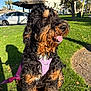 black, brown, canine, car, dog, fluffy, fur, grass, happy, harness, house, leash, nature, outdoor, park, pet, shadow, sunlight, tongue_out, tree