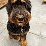 Magnolia joined the competition — help win amazing prizes! adorable, animal, black_fur, brown_fur, canine, close_up, concrete_floor, curly_fur, cute, dog, face, floor, fur, indoor, looking_up, mammal, nose, pet, puppy, whiskers