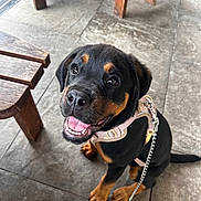 Storm joined the competition — help win amazing prizes! rottweiler, puppy, dog, pet, harness, leash, smiling, happy, sitting, floor, tile, wooden_furniture, indoor, animal, canine, black, tan, young, closeup, looking_up