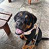 rottweiler, puppy, dog, pet, harness, leash, smiling, happy, sitting, floor, tile, wooden_furniture, indoor, animal, canine, black, tan, young, closeup, looking_up