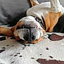 dog, upside_down, nose, teeth, paws, blanket, brown, white, black, relaxed, playful, pet, animal, canine, fur, collar, indoor, cute, funny, resting