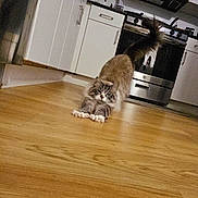 Stinky joined the competition — help win amazing prizes! cat, feline, stretching, wooden_floor, kitchen, stove, cabinets, oven, appliance, indoor, pet, fur, tail, paws, whiskers, hardwood_floor, home, playful, long_hair, curious_expression