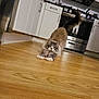 cat, feline, stretching, wooden_floor, kitchen, stove, cabinets, oven, appliance, indoor, pet, fur, tail, paws, whiskers, hardwood_floor, home, playful, long_hair, curious_expression