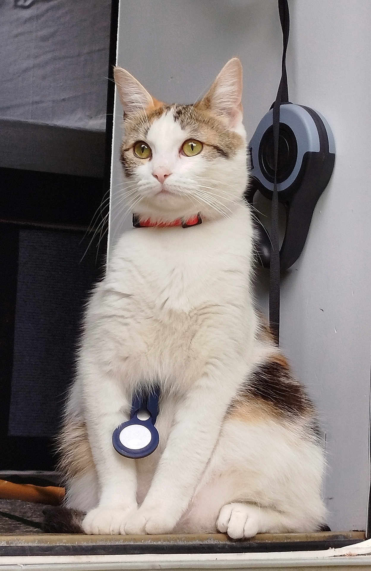 Nuggets a rejoint le concours — aidez-le/la à gagner de superbes lots ! cat, calico_cat, pet, indoor, sitting, collar, tracker, curious, alert, whiskers, fur, ears, paws, animal, domestic, feline, closeup, portrait, household, companion